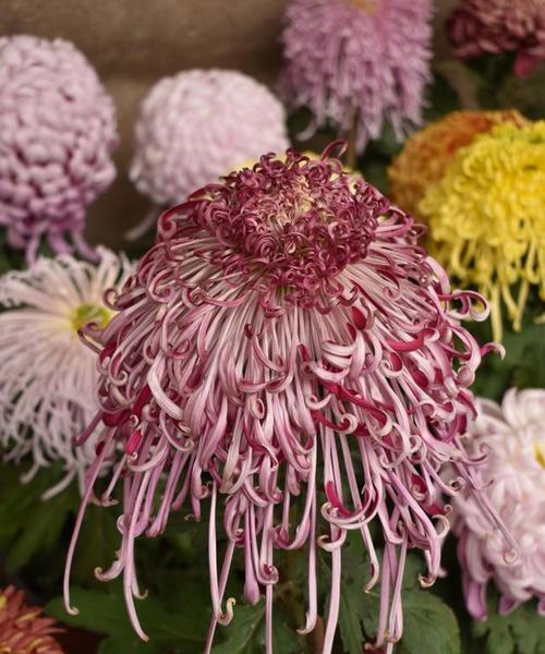 普通菊花品种有哪些？普通菊花品种的栽培技巧是什么？
