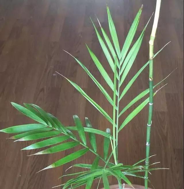 家庭树修剪枝叶的最佳时机是什么时候？如何正确修剪？