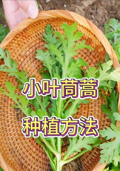 筒篙根种植方法是什么？如何正确种植筒篙根？