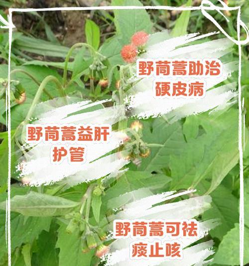 筒篙根种植方法是什么？如何正确种植筒篙根？