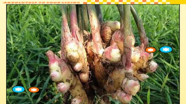 姜出芽子了怎么种植方法？步骤和注意事项是什么？