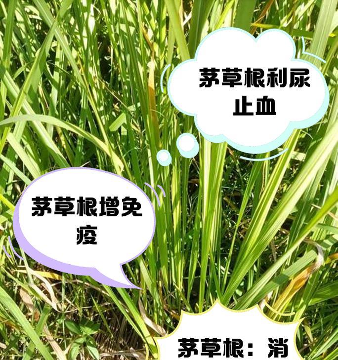毛草籽种子催芽方法有哪些？哪种方法最有效？