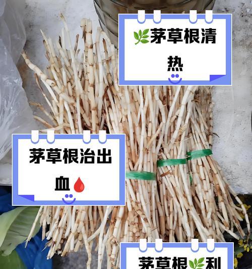 毛草籽种子催芽方法有哪些？哪种方法最有效？