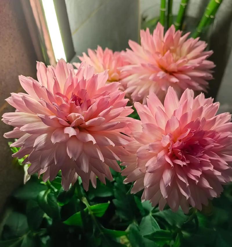 104朵花代表什么含义？花语背后隐藏的深层意义是什么？