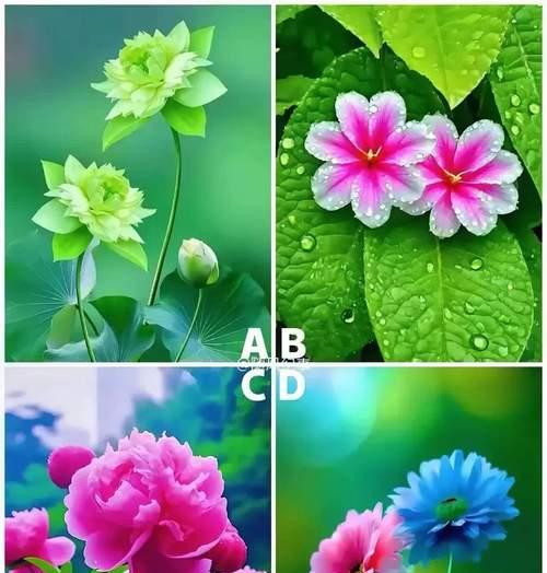 104朵花代表什么含义？花语背后隐藏的深层意义是什么？