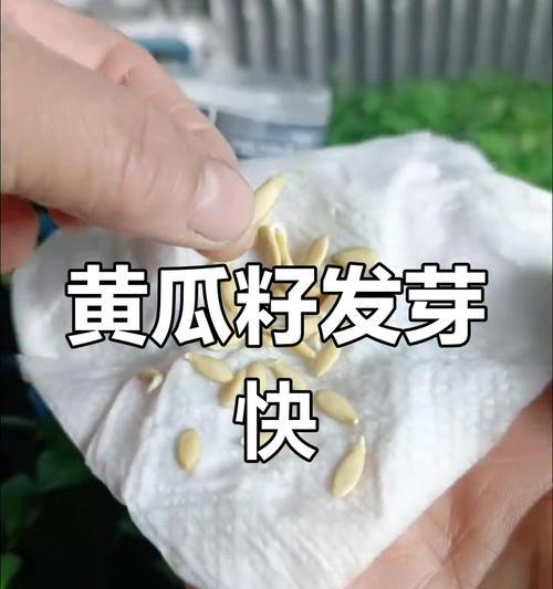 柿籽催芽的最佳技巧是什么？如何确保发芽率高？
