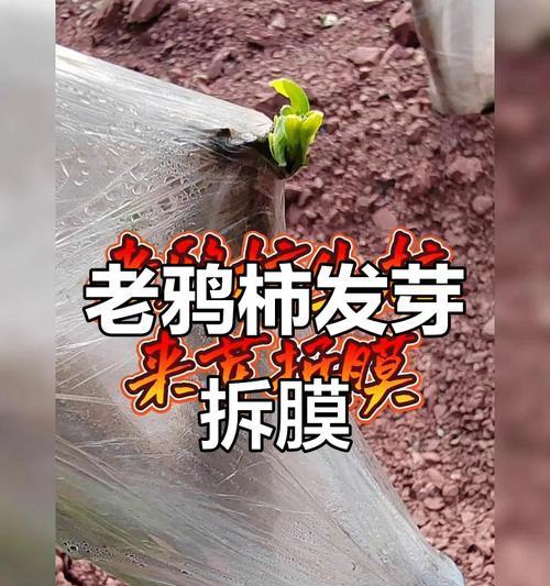 柿籽催芽的最佳技巧是什么？如何确保发芽率高？