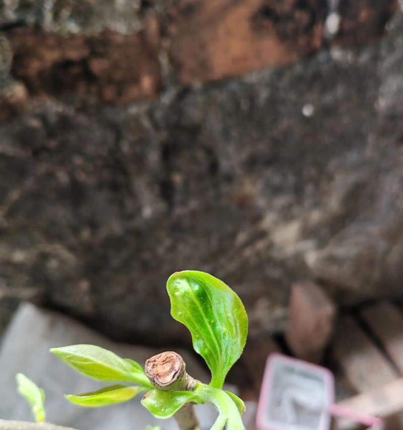 柿籽催芽的最佳技巧是什么？如何确保发芽率高？