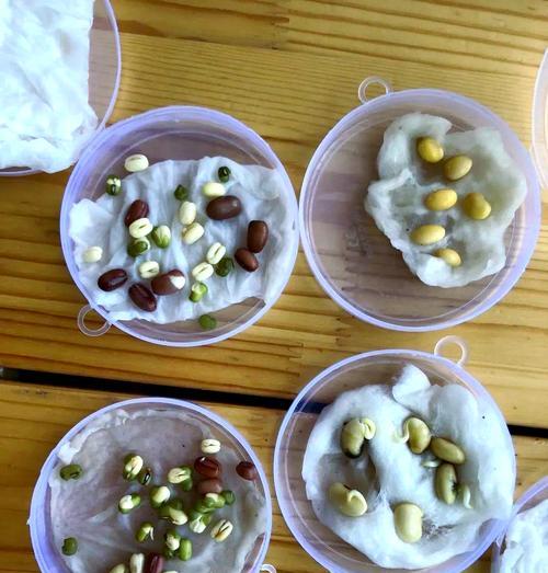 红豆种子催芽方法是什么？如何正确进行红豆种子催芽？