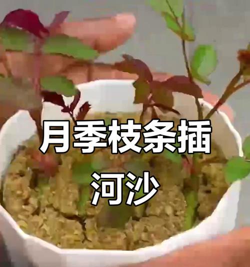 养月季怎么催芽？有哪些有效的方法？
