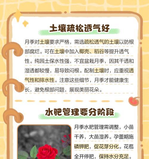养月季怎么催芽？有哪些有效的方法？