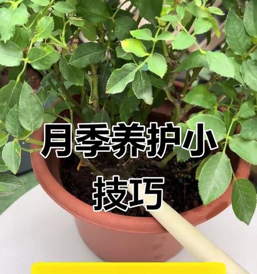 养月季怎么催芽？有哪些有效的方法？