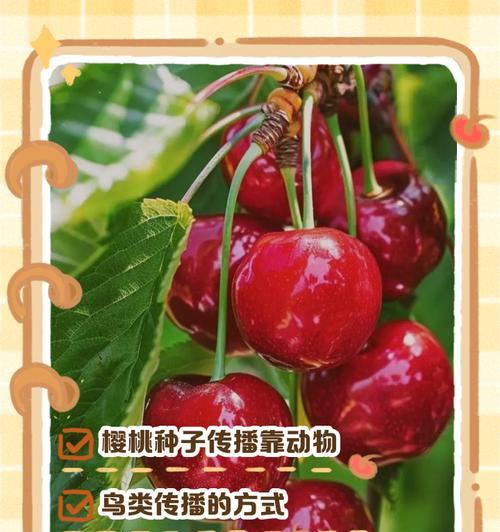 樱桃种子怎么种植方法？步骤和注意事项是什么？