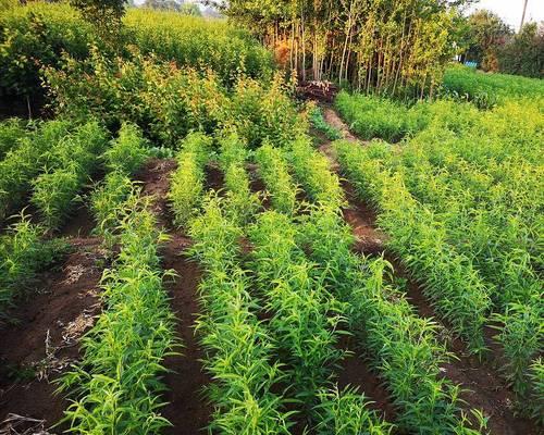 毛桃子催芽最快方法是什么？如何提高发芽效率？