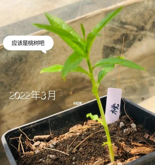 毛桃子催芽最快方法是什么？如何提高发芽效率？