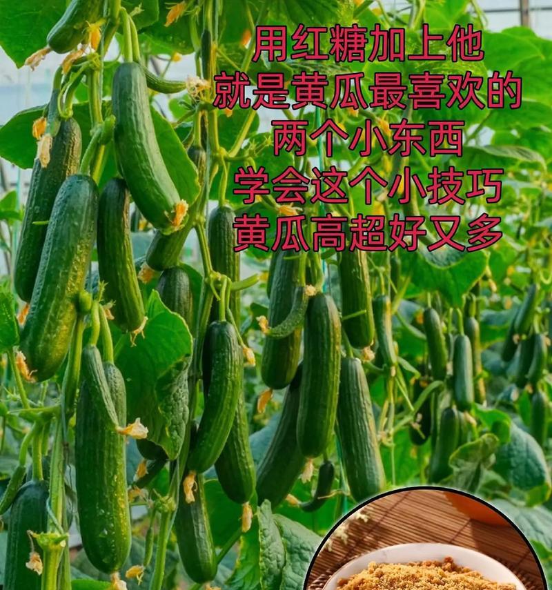 黄瓜种子催芽后怎么种？种植步骤和注意事项是什么？