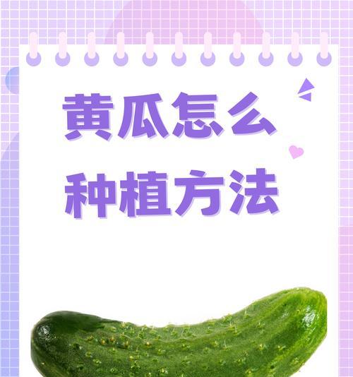 黄瓜种子催芽后怎么种？种植步骤和注意事项是什么？