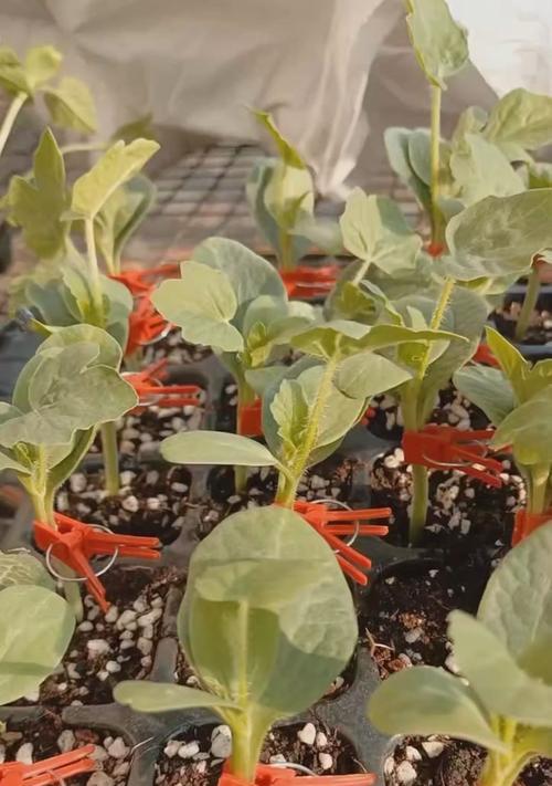 黄瓜种子催芽后怎么种？种植步骤和注意事项是什么？