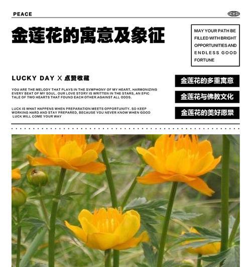 104朵花代表什么含义？花语解释及常见问题解答？