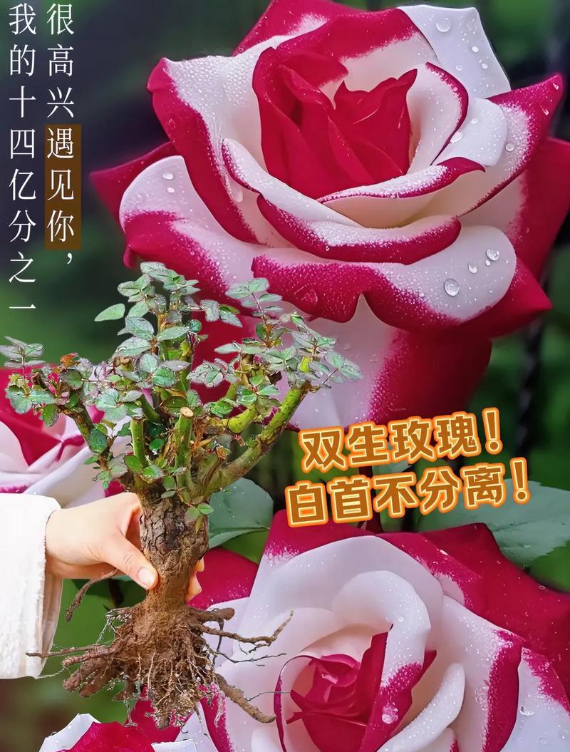 104朵花代表什么含义？花语解释及常见问题解答？
