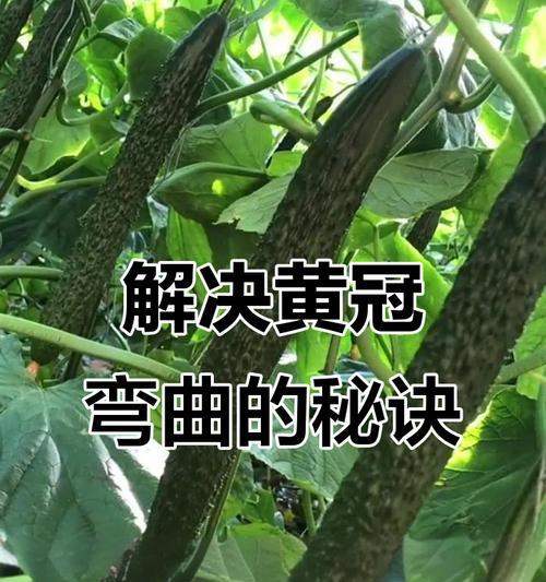 黄瓜种植方法有哪些常见问题？如何解决？