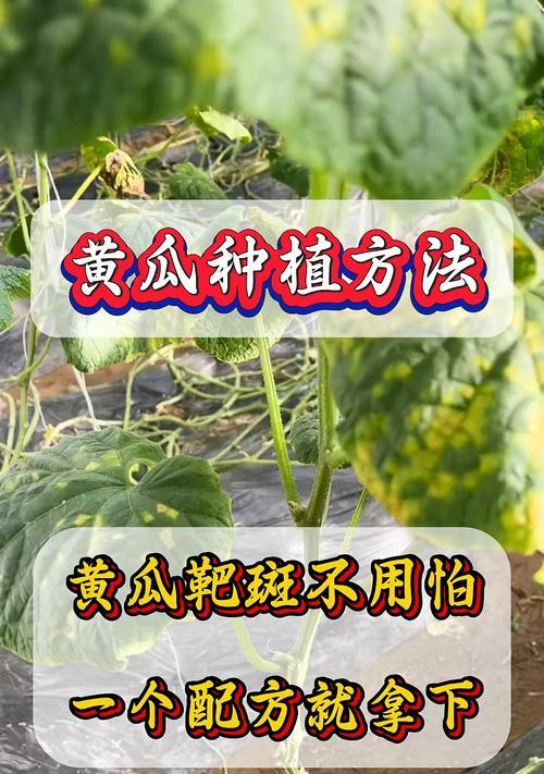 黄瓜种植方法有哪些常见问题？如何解决？