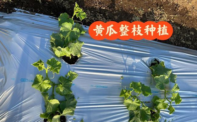 黄瓜种植方法有哪些常见问题？如何解决？