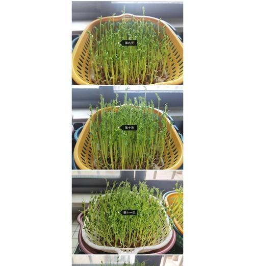 青腕豆种植方法是什么？如何正确种植青腕豆？