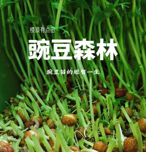 青腕豆种植方法是什么？如何正确种植青腕豆？
