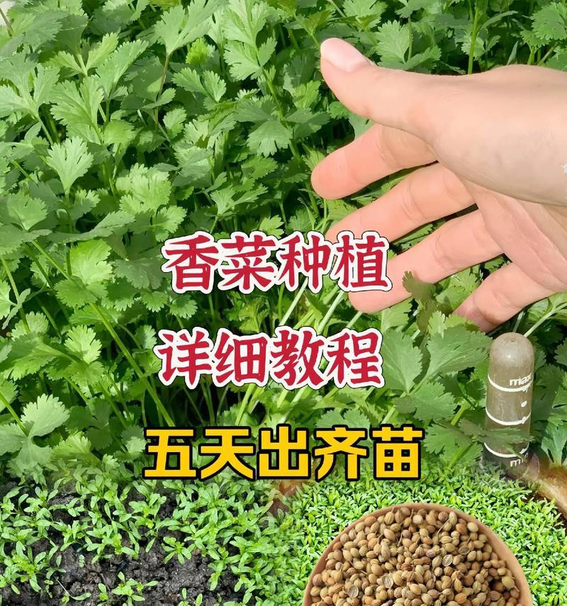 香菜催芽再种植的方法是什么？需要多长时间才能发芽？
