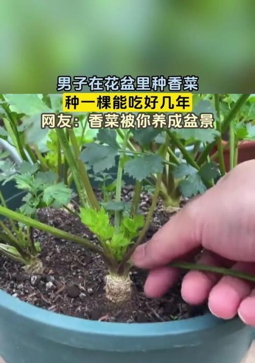 香菜催芽再种植的方法是什么？需要多长时间才能发芽？