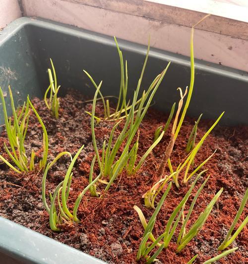 香菜催芽再种植的方法是什么？需要多长时间才能发芽？