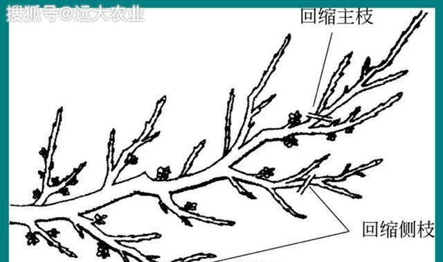 萝卜修剪枝条的最佳时机是什么时候？具体步骤有哪些？