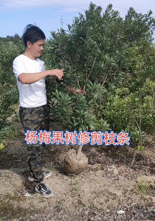 萝卜修剪枝条的最佳时机是什么时候？具体步骤有哪些？
