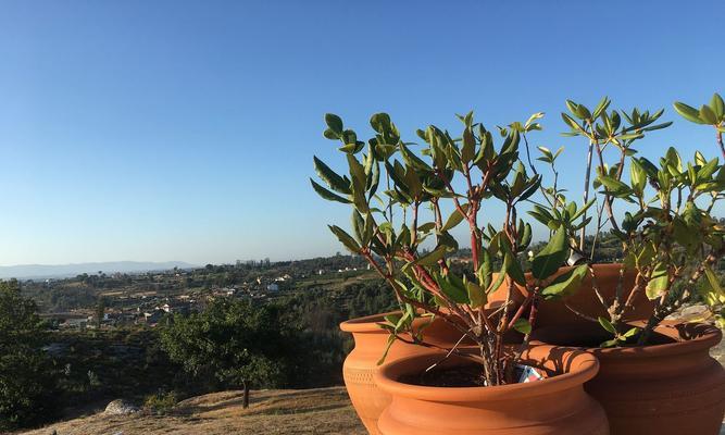 蓝莓怎么种植方法如下？有哪些步骤和注意事项？