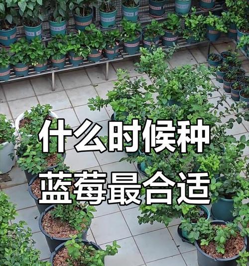 蓝莓怎么种植方法如下？有哪些步骤和注意事项？