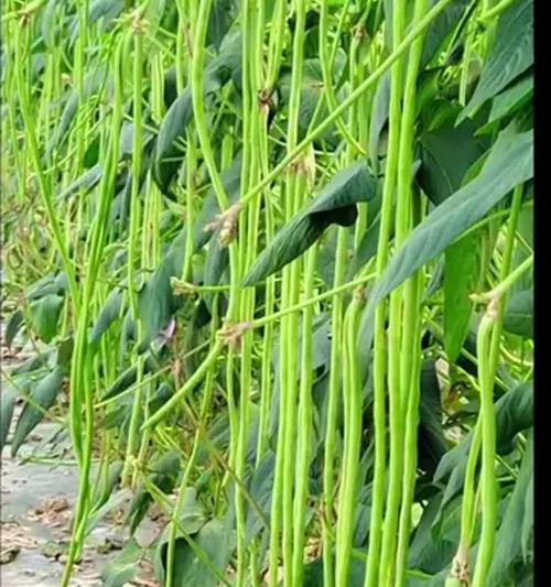 豆角种植催芽方法是什么？如何提高发芽率？