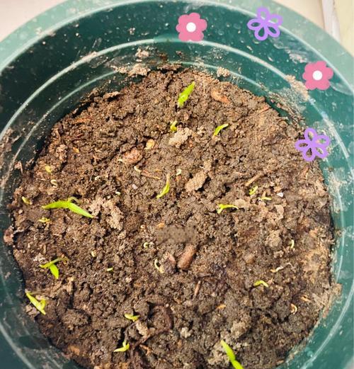 豆角种植催芽方法是什么？如何提高发芽率？