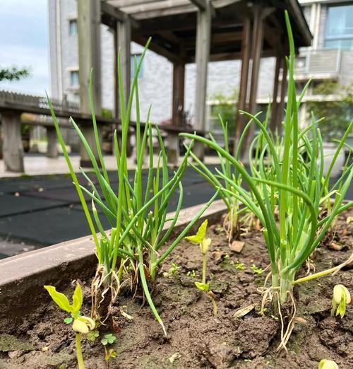 豆角种植催芽方法是什么？如何提高发芽率？