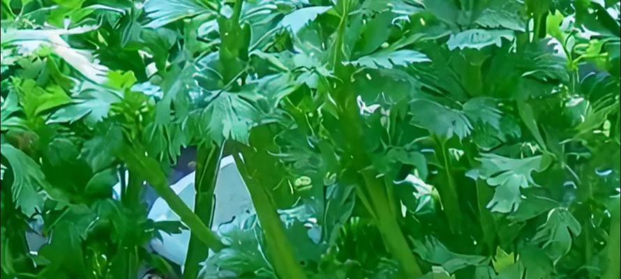 芹菜催芽后的种子播种方法是什么？播种后需要注意哪些问题？