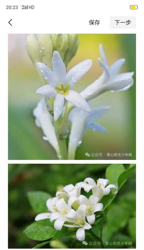 104朵花的寓意是什么意思？花语背后隐藏着哪些情感表达？