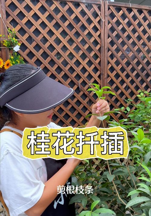 桂花修剪枝的正确方法是什么？修剪后需要注意什么？