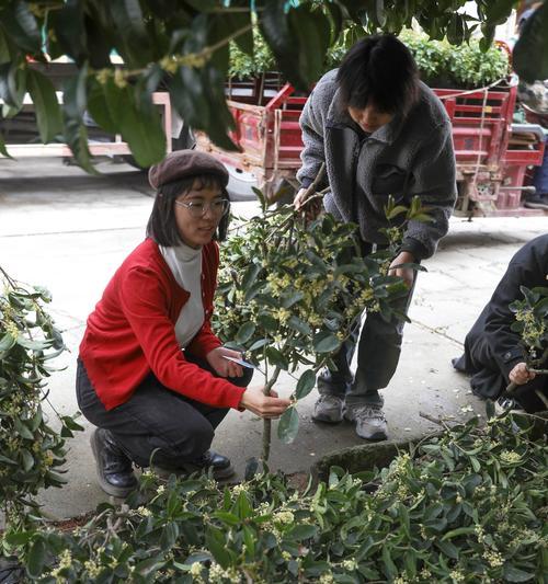 桂花修剪枝的正确方法是什么？修剪后需要注意什么？