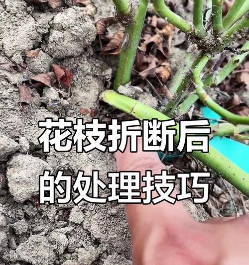 在家怎么修剪枝条？修剪枝条的正确方法和注意事项是什么？