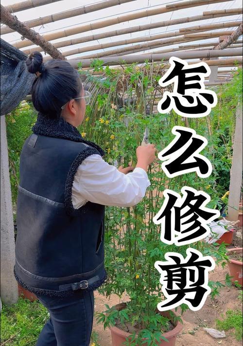 在家怎么修剪枝条？修剪枝条的正确方法和注意事项是什么？