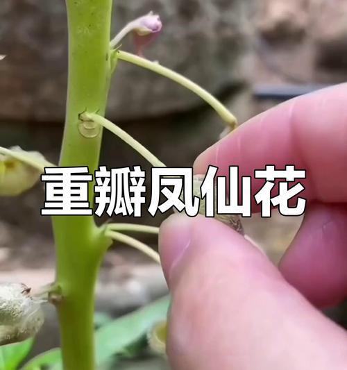 重瓣凤仙花催芽方法是什么？需要多长时间才能发芽？