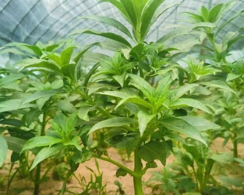 重瓣凤仙花催芽方法是什么？需要多长时间才能发芽？