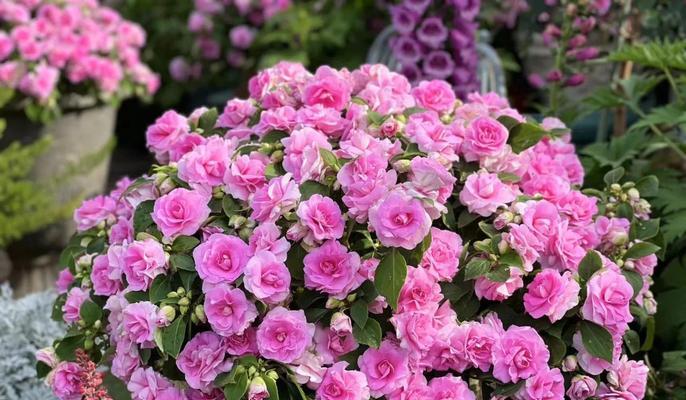 重瓣凤仙花催芽方法是什么？需要多长时间才能发芽？
