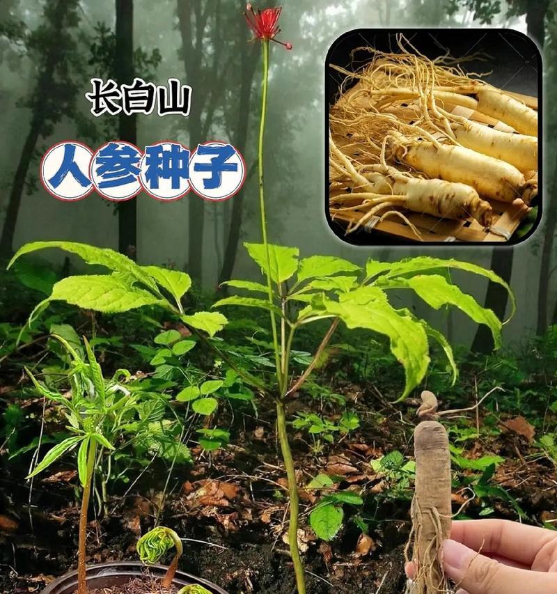 人参种子快速催芽方法是什么？需要多长时间？