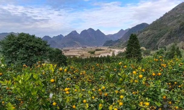 蜜香橙树种植方法有哪些？如何确保成活率高？